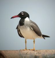 White-eyed Gull - Larus leucophthalmus