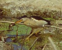 Little Bittern - Ixobrychus minutus