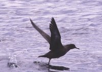 Sooty Shearwater - Puffinus griseus