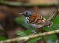 Spotted Antbird (Hylophylax naevioides) photo