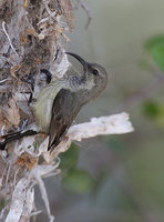 Souimanga Sunbird (Nectarinia souimanga) photo