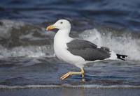Yellow-footed Gull (Larus livens) photo
