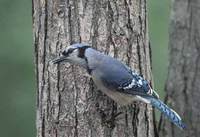 Blue Jay (Cyanocitta cristata) photo