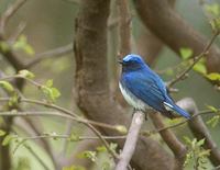 Blue-and-White Flycatcher (Cyanoptila cyanomelana) photo