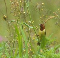 Chestnut Bunting (Emberiza rutila) photo