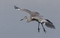 Grey Heron (Ardea cinerea) photo