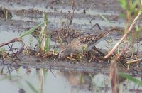 Long-toed Stint - Calidris subminuta