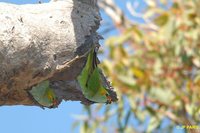 Purple-crowned Lorikeet - Glossopsitta porphyrocephala