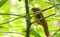 Gould's Frogmouth - Batrachostomus stellatus