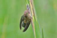 Green-backed Firecrown - Sephanoides sephaniodes