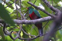 Pavonine Quetzal - Pharomachrus pavoninus