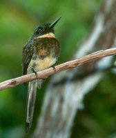 Bronzy Jacamar - Galbula leucogastra