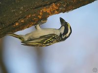 Pied Barbet - Tricholaema leucomelas