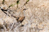 White-throated Tapaculo - Scelorchilus albicollis