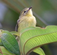 Yellow Tyrannulet - Capsiempis flaveola