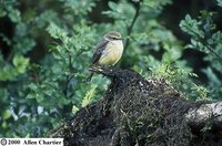 Vermilion Flycatcher - Pyrocephalus rubinus