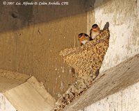 Cave Swallow - Petrochelidon fulva