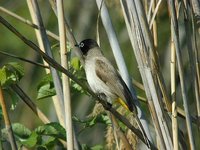 White-spectacled Bulbul - Pycnonotus xanthopygos