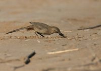 Crissal Thrasher - Toxostoma crissale