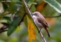 Gray Bushchat - Saxicola ferrea