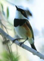 Cape Batis - Batis capensis