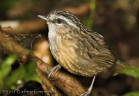 Mountain Wren-Babbler - Napothera crassa