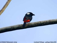 Lowland Peltops - Peltops blainvillii