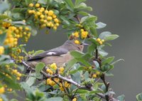 Cinereous Conebill - Conirostrum cinereum