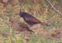 Crested Bunting - Melophus lathami