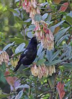 Glossy Flowerpiercer - Diglossa lafresnayii