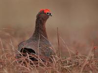 Red Grouse