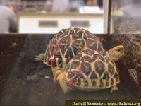 Star Tortoise, Geochelone elegans (Sri Lankan)