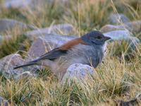 Red-backed Sierra-Finch (Nick Athanas)