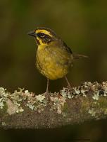 Yellow-striped Brush-finch