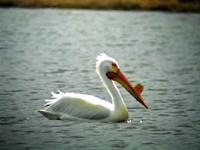 An American White Pelican photographed during a FONT tour
