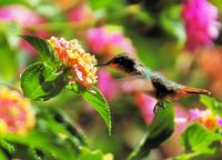 Scintillant Hummingbird  