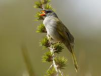 Great pampa-finch