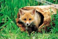 Red Fox Cub (Vulpes vulpes) photo