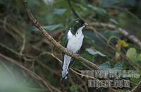 Klaass cuckoo , Chrysococcyx cupreus , Maasai Mara National Reserve , Kenya stock photo