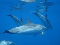 The Atlantic spotted dolphin (Stenella frontalis)