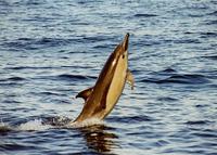 Long Beaked Common Dolphin