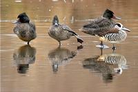 Freckled Ducks