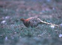 Copper Pheasant