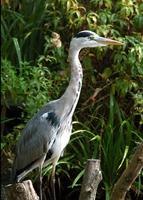 A very alert Grey Heron, standing on a stump and gazing out across a pond.