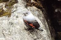 Wallcreeper (Tichodroma muraria)