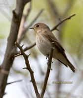 Dark-sided flycatcher C20D 03949.jpg