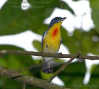 Crimson-breasted Flowerpecker (male)