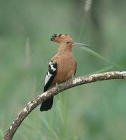 African Hoopoe p.240