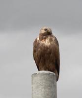 Upland buzzard Buteo hemilasius