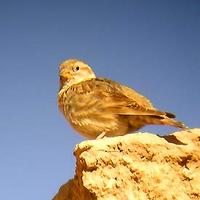 Rock Petronia